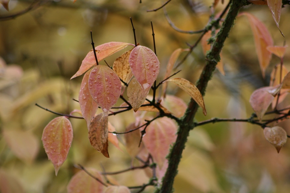 Fall foliage october trees