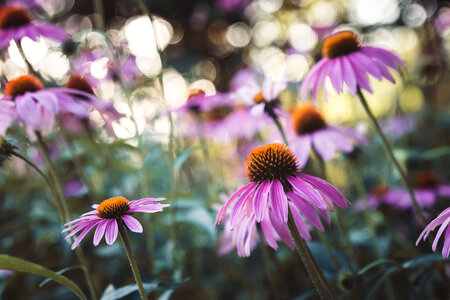 Flowers Garden