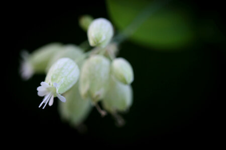 Dark Flower photo