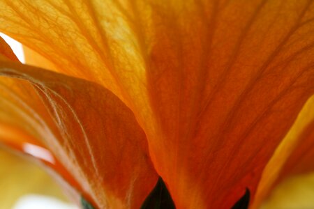 Flower Macro