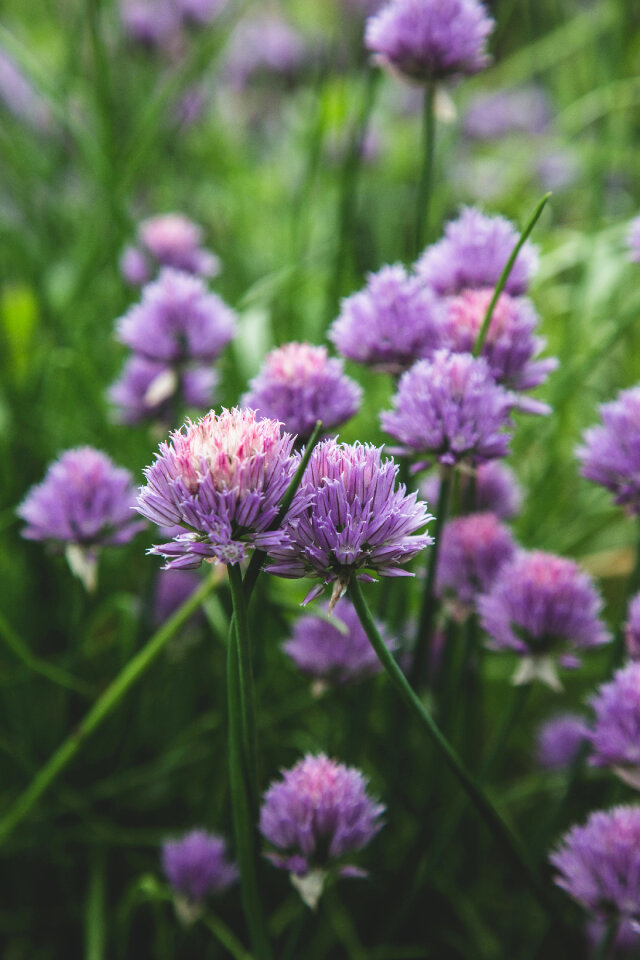 Chives Blossom photo