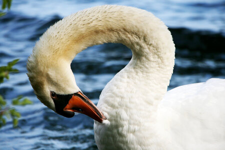 Swan Close Up photo
