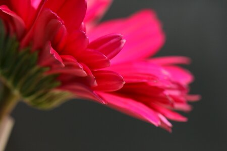 Pink Flower photo