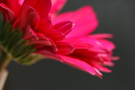 Pink Flower