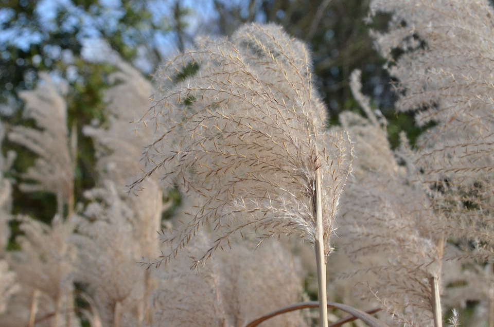 Reed marsh lance grasses