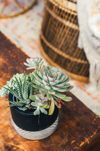 Potted Plant photo