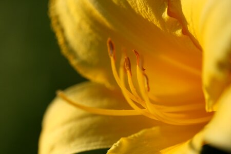 Yellow Flower photo