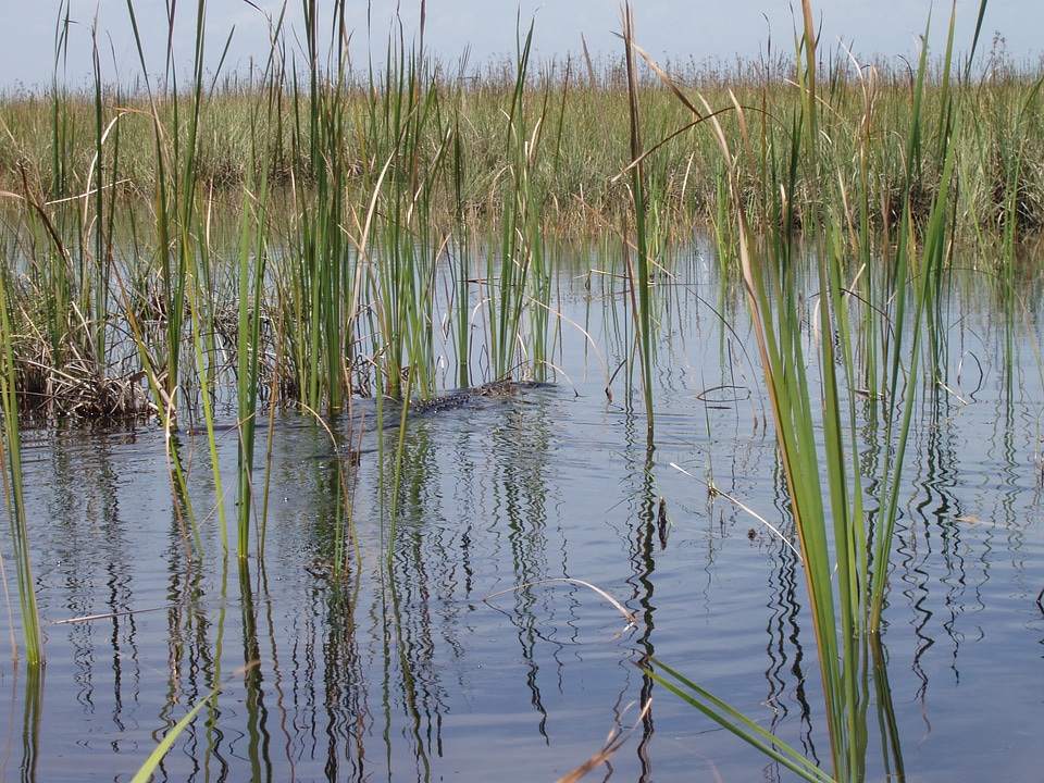 Rush everglades bank