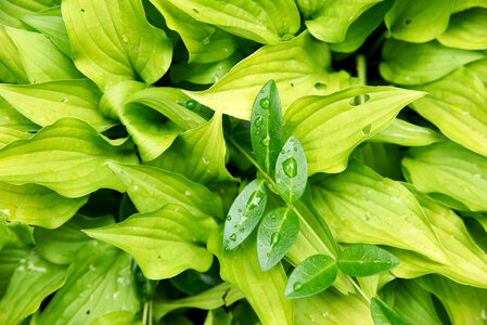 Wet Leaves photo