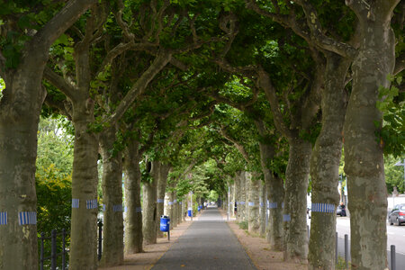Park Trees photo
