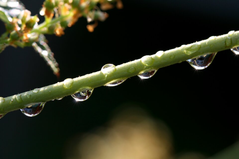 Water Droplets photo