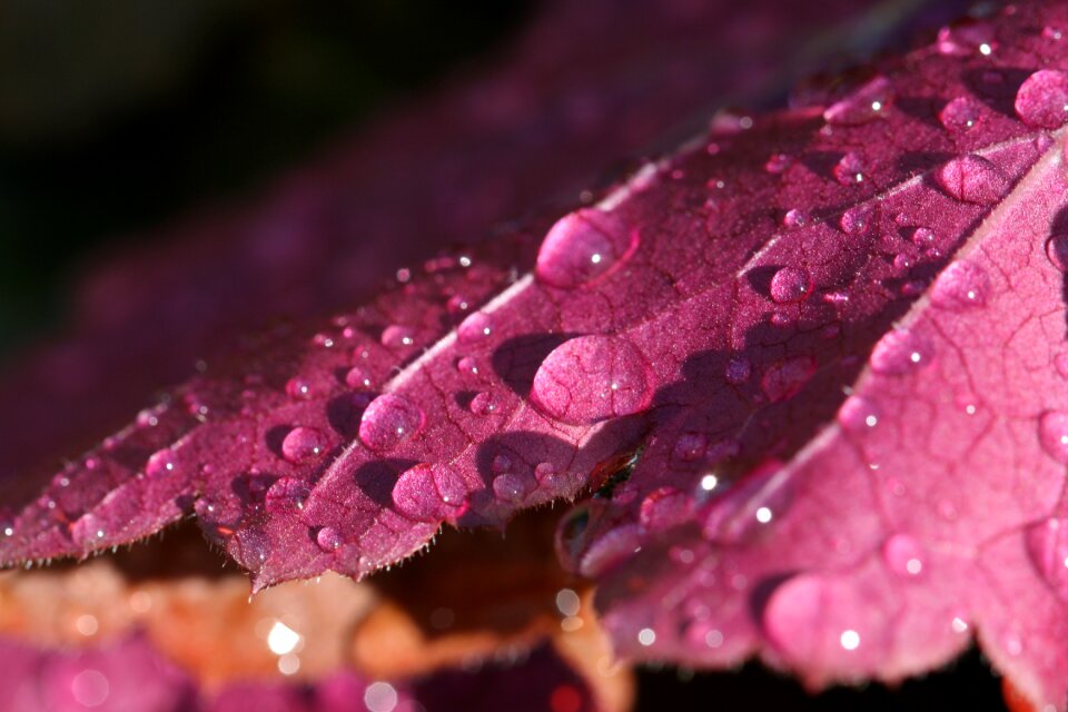 Leaf Water photo