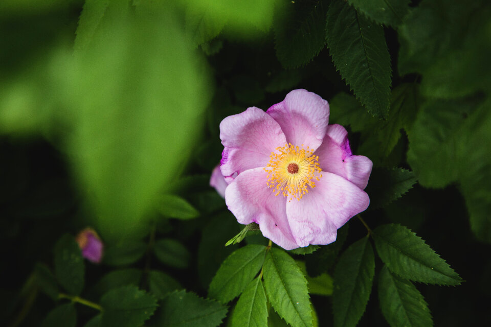 Flower Pink photo
