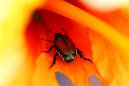 Beetle Macro
