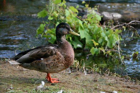 Mallard Duck photo