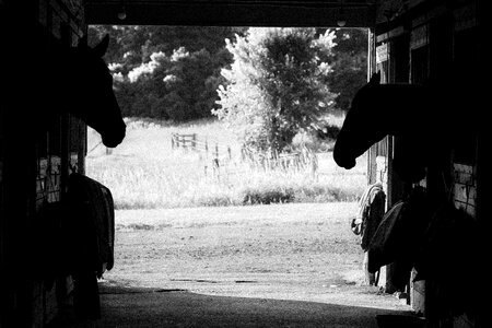 Horses Barn photo