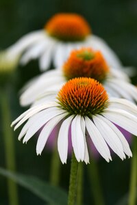 White Flower photo