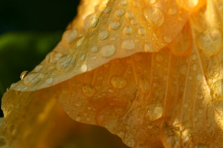 Flower Rain photo