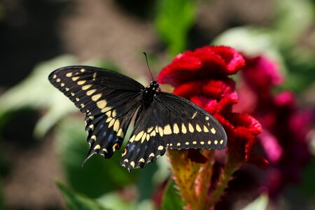 Butterfly Close Up