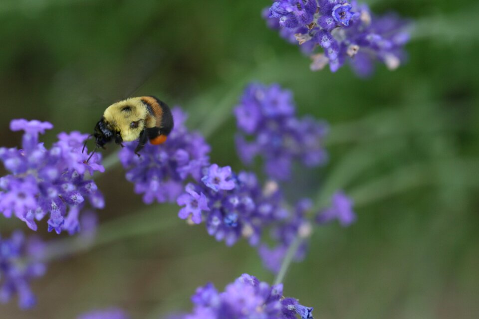 Bee Flower photo