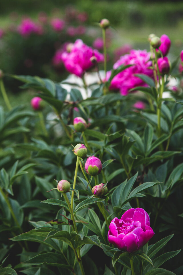 Blossoms Garden