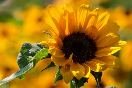 Sunflower Flowers photo