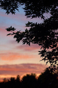 Sunset Trees
