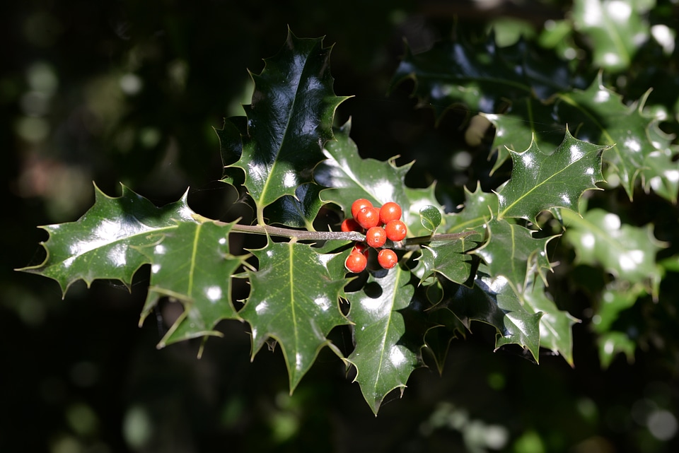 Crop berry nature