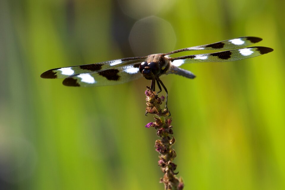 Dragonfly Close Up