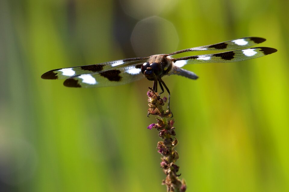 Dragonfly Close Up photo