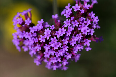 Purple Flowers photo