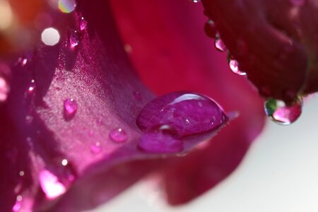 Flower Rain