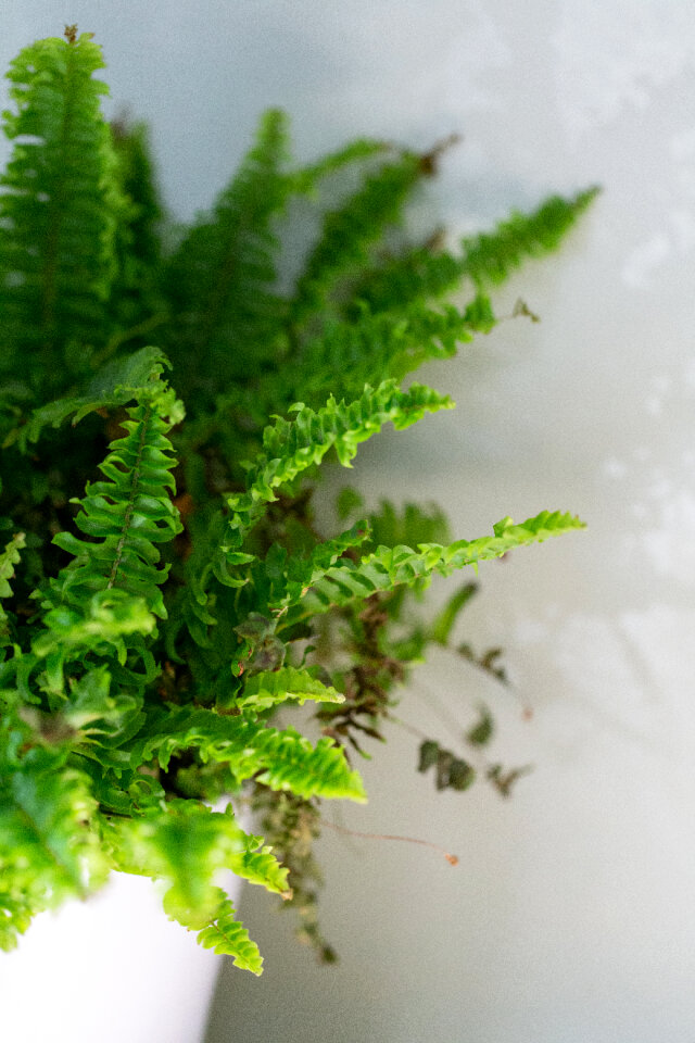 House Plant