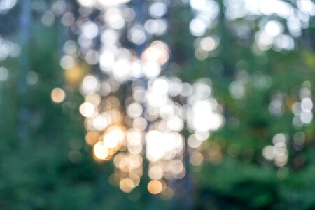 Forest Bokeh photo