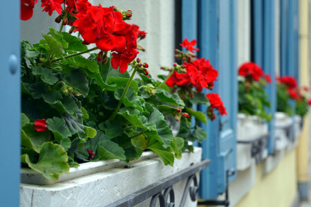 Flower Plant photo