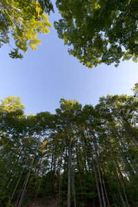 Forest Sky photo