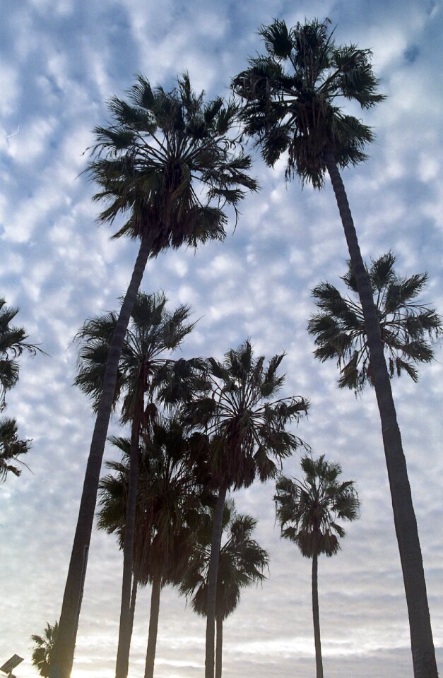 Palm Trees photo