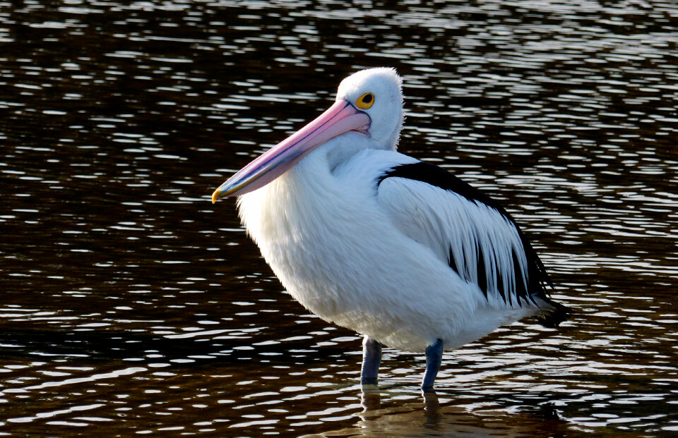 Pelican Water photo