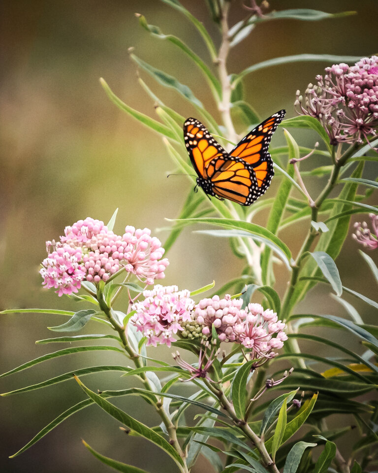 Butterfly Close Up