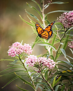 Butterfly Close Up photo