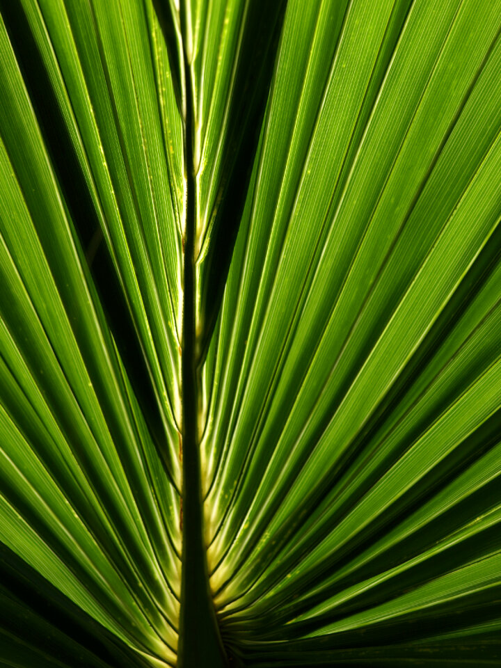 Green Leaf