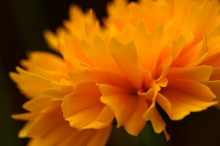 Flower Macro