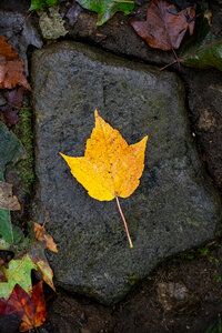 Lone Autumn photo