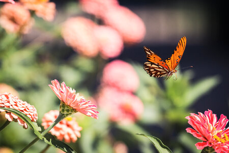 Butterfly Close Up