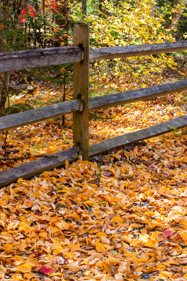 Autumn Leaves