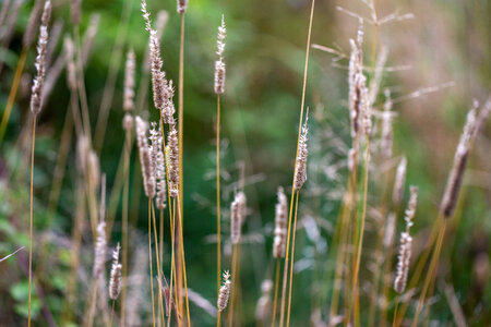 Tall Grass photo