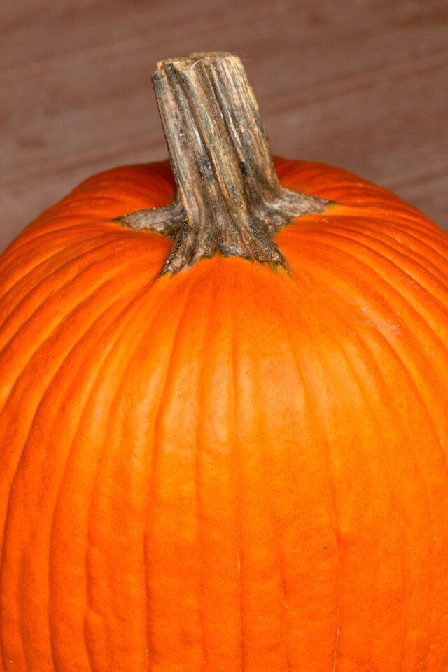 Autumn Pumpkin photo