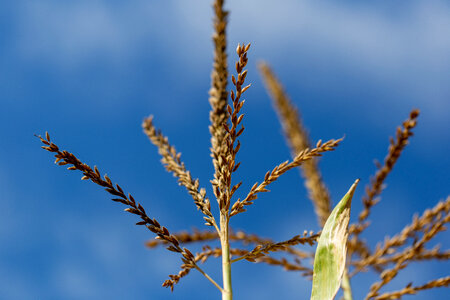 Tall Grass photo