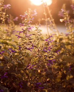 Purple Flowers