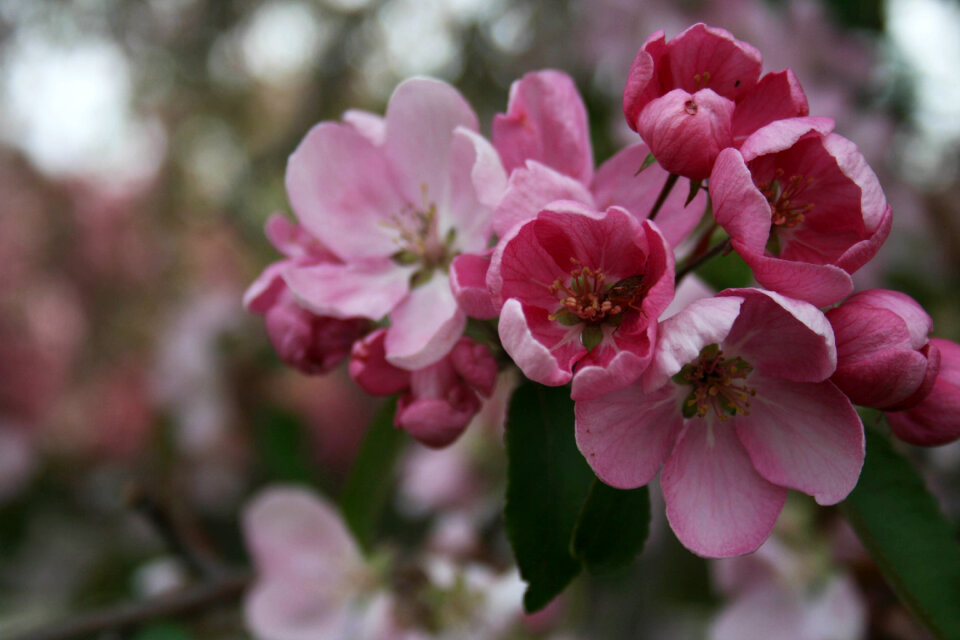 Apple Blossoms photo